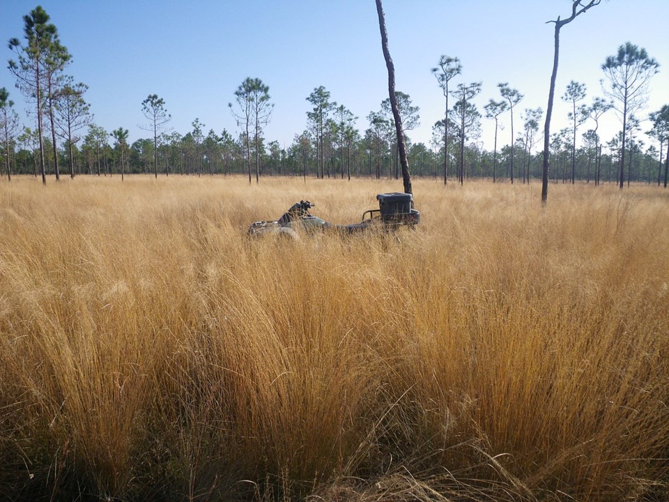 grand_bay_wire_grass_gb-6_8266181713