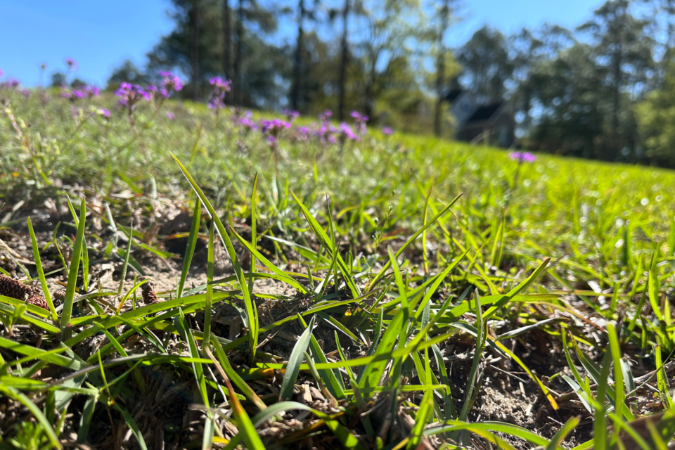 grass