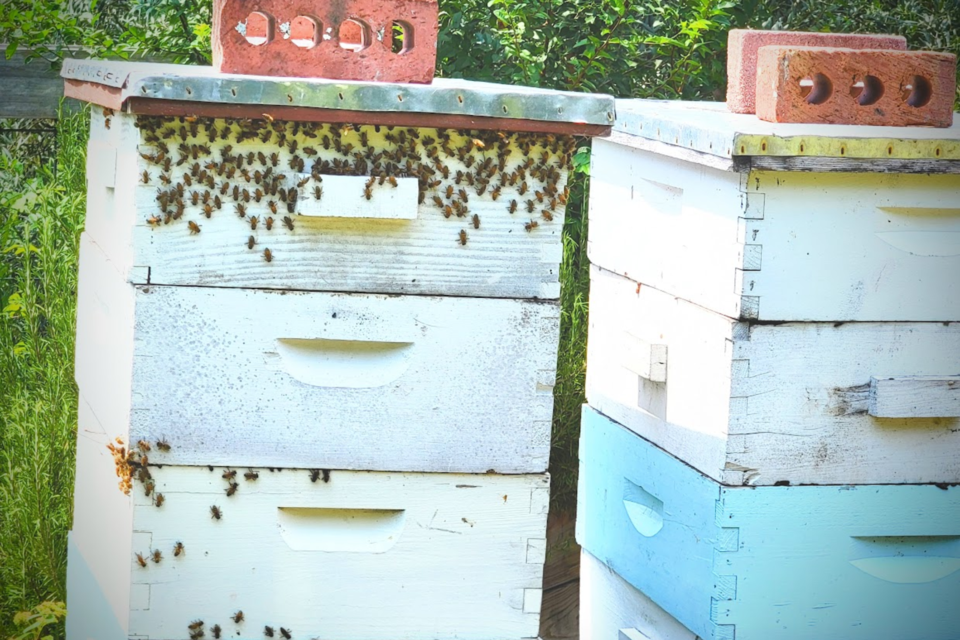 honey-makers