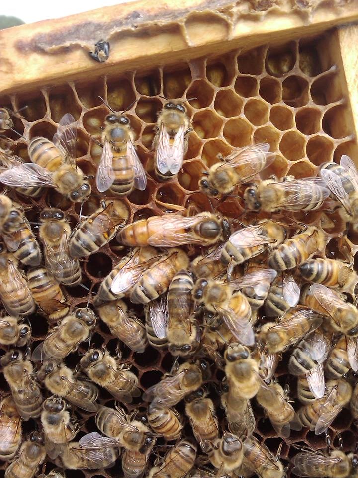 honeybeesoaba