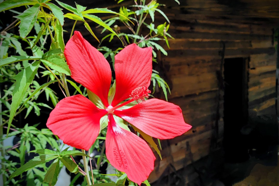 intense-red-contrasting-with-muted-wood