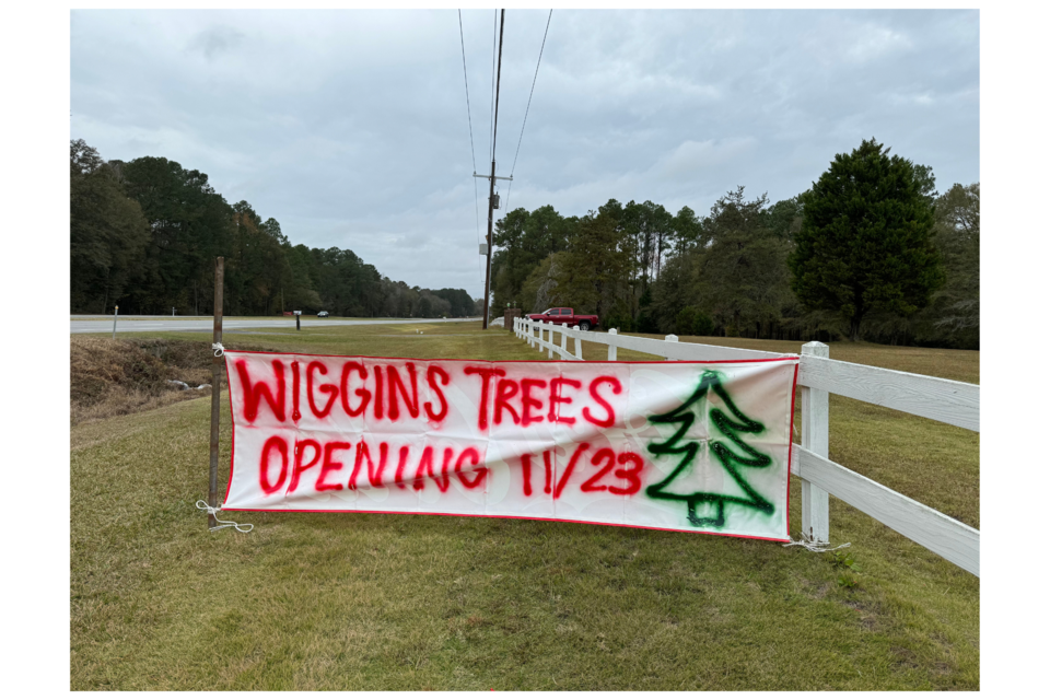 wiggins-tree-farm-1