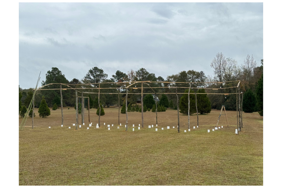 wiggins-tree-farm-2