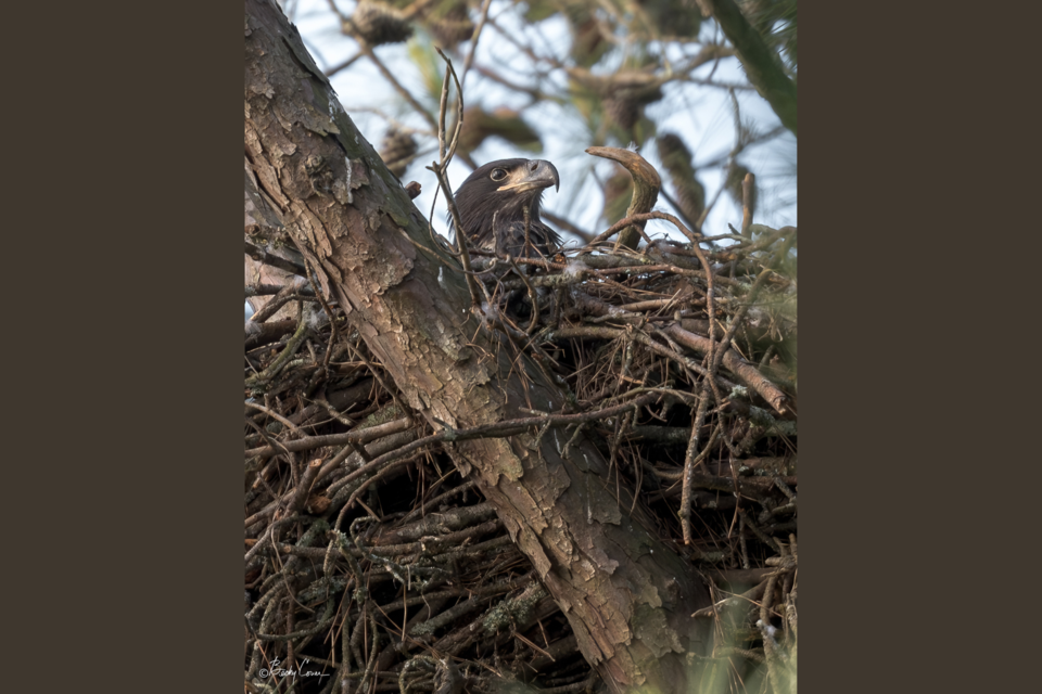 juvenile-bald-eagle-in-a-piedmont-region-nest-included-in-georgia-dnrs-2024-nesting-survey-credit-becky-cover