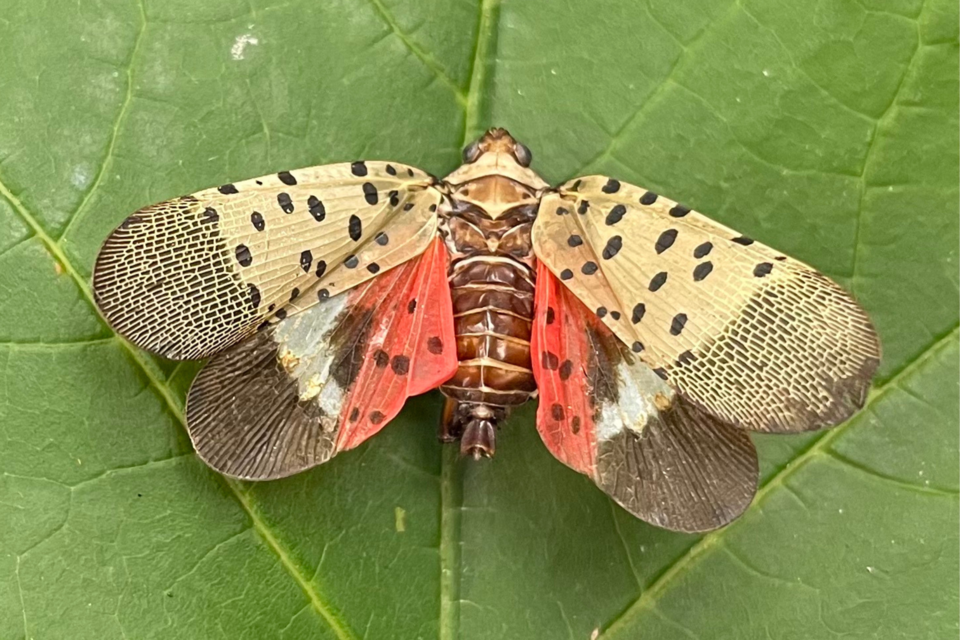 lantern-fly-cover