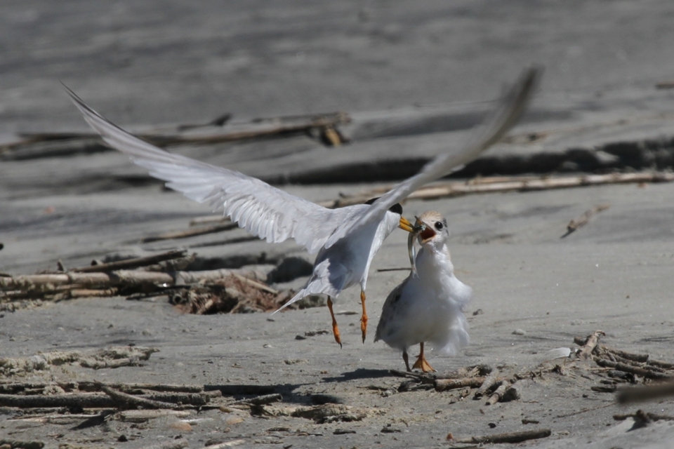 least-tern-feeding-chick