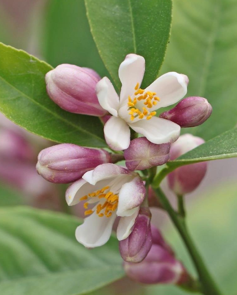 lemonblossoms