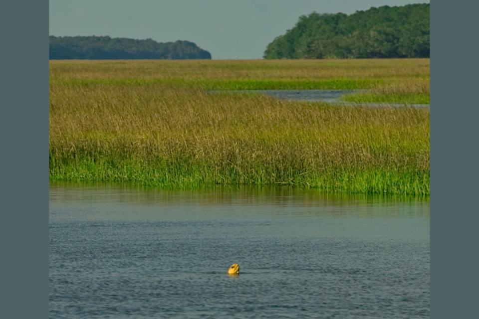 loggerhead-sea-turtle-in-an-estuary