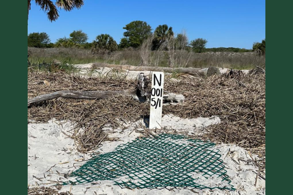loggerheadnest2023