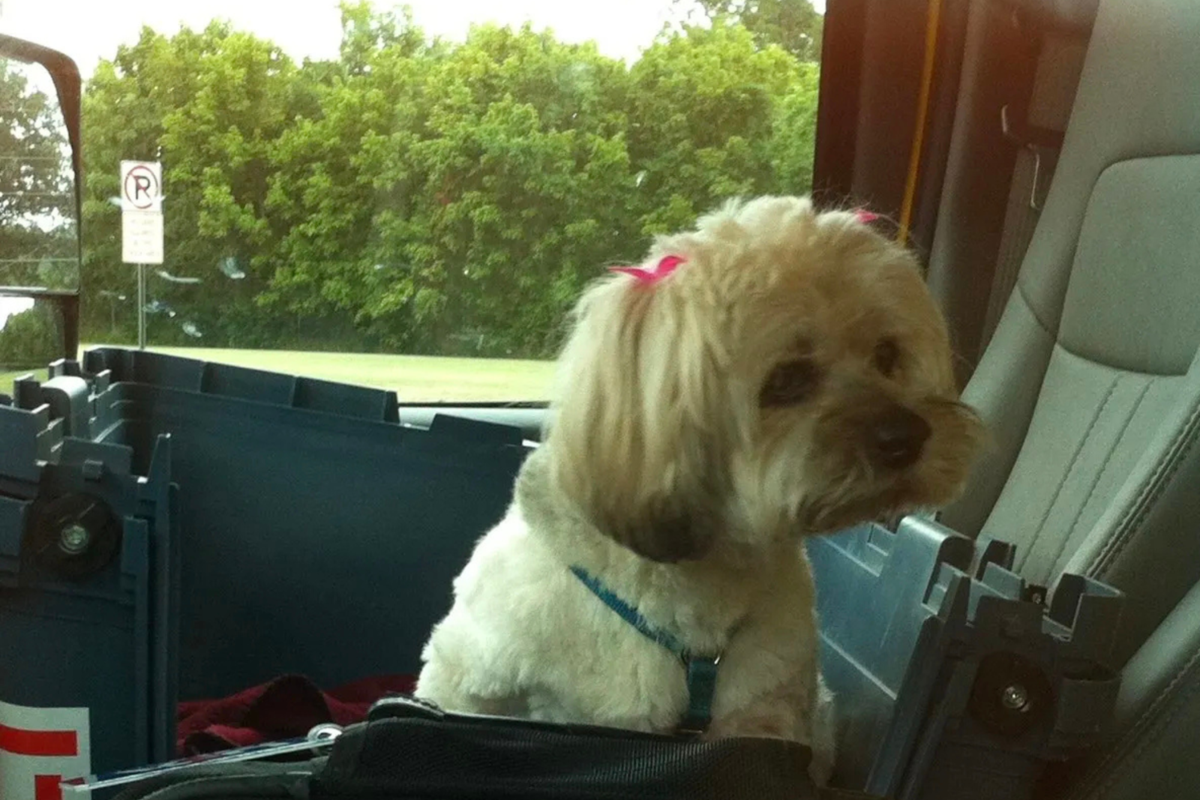 Lucy the poochie dog and little guardian, a rescue love story