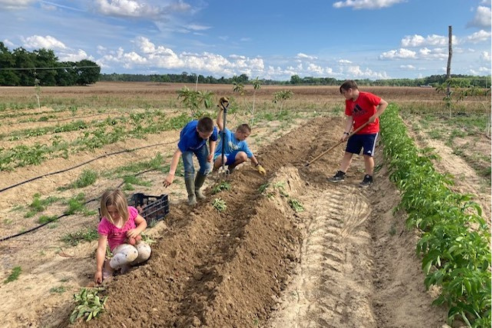 mackfamilyfarm-harvesting