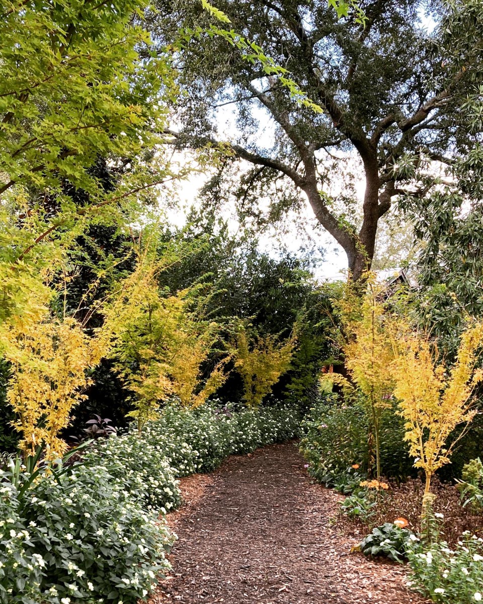 mapleallee-garden