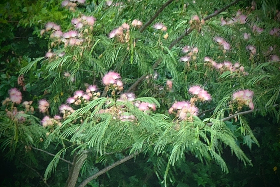 mimosaplush-feathery-oriental