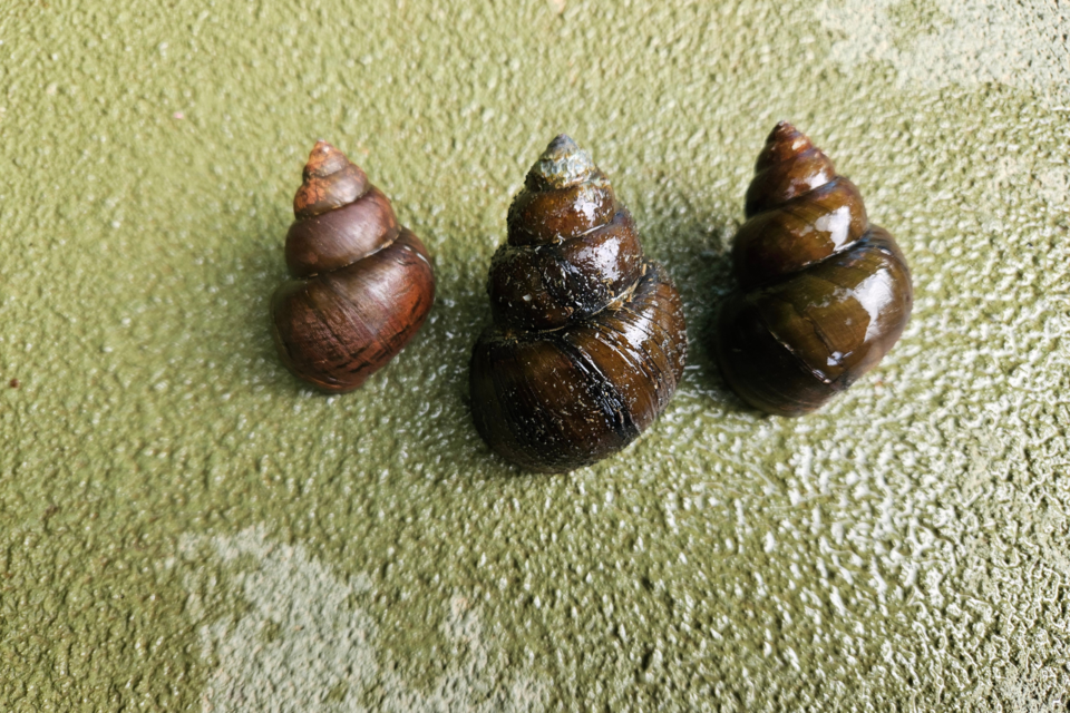 mystery-snail