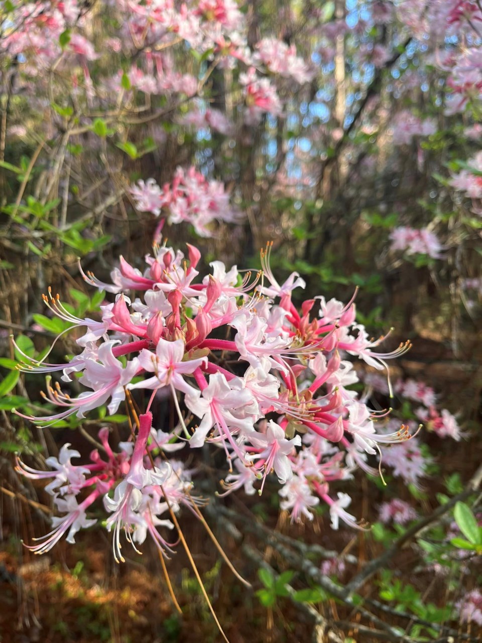 nativeazaleas