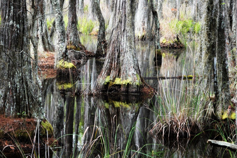 okefenokee-larrywoodward