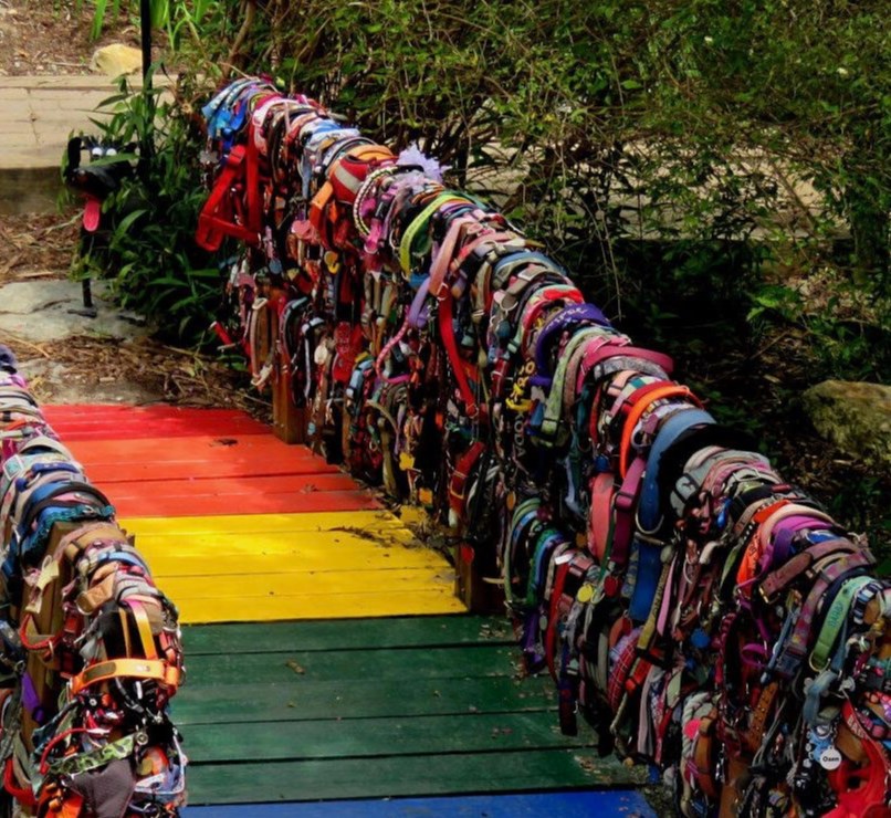 pawsrainbow2