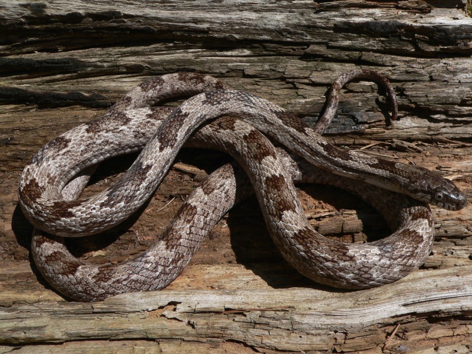 photo-rat-snake-john-jensen_georgia-dnr