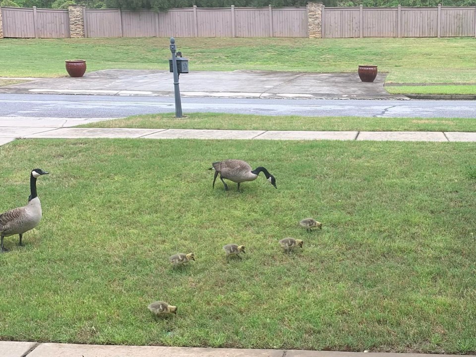 photo_canadageese_young_photo-credit-patricia-duboise