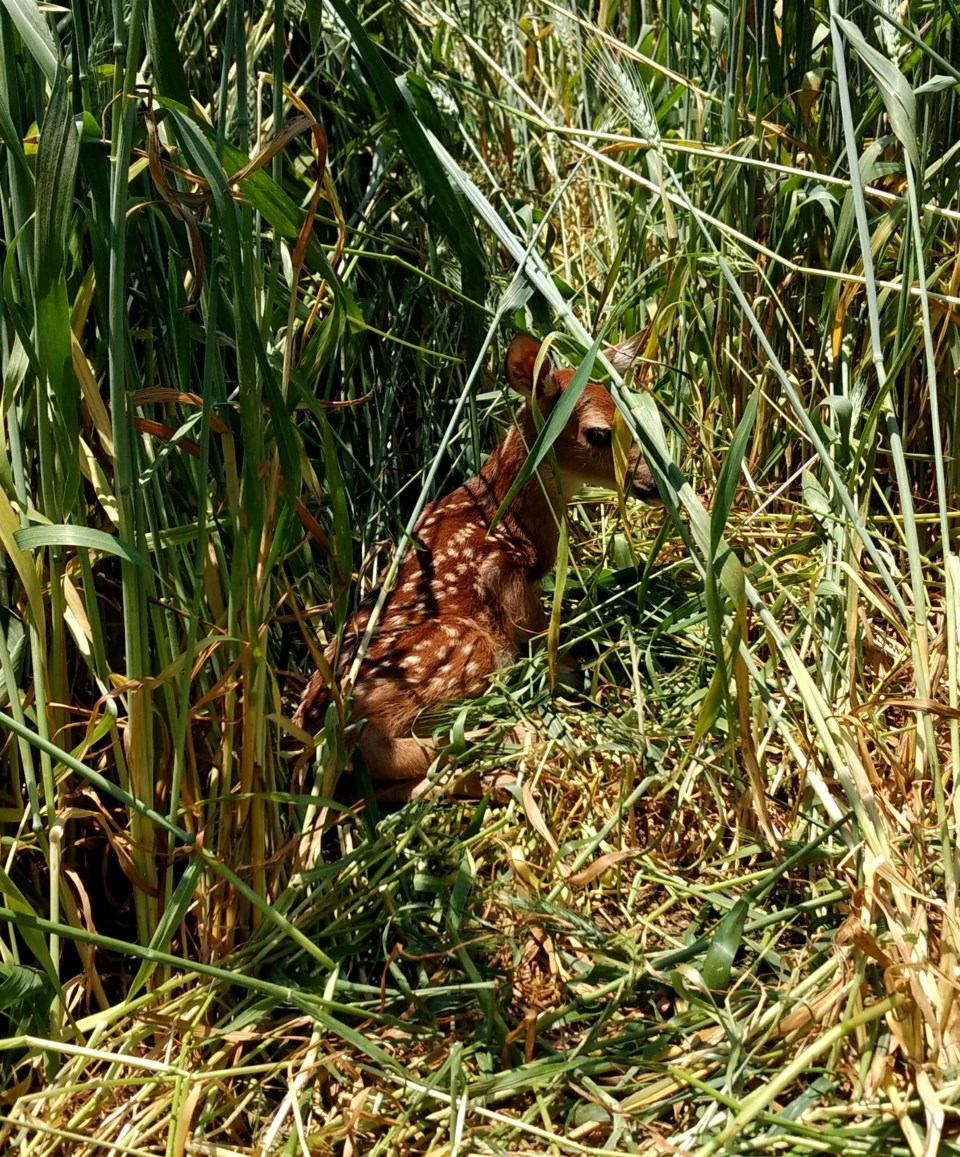 photo_clarkshillwma_newbornfawn_gadnr-jeromehay_3-1