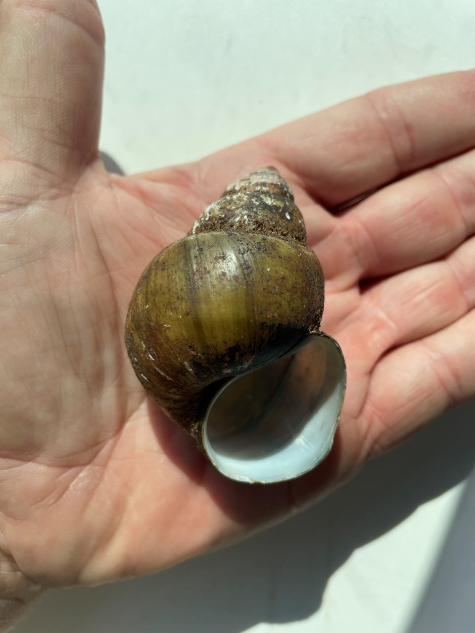 photo_mystery-snail_hand_jimpage_gadnr
