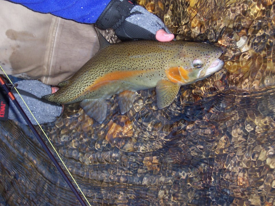 photo_rainbowtrout_dukes_12-11-05_pc-jeffdurniak
