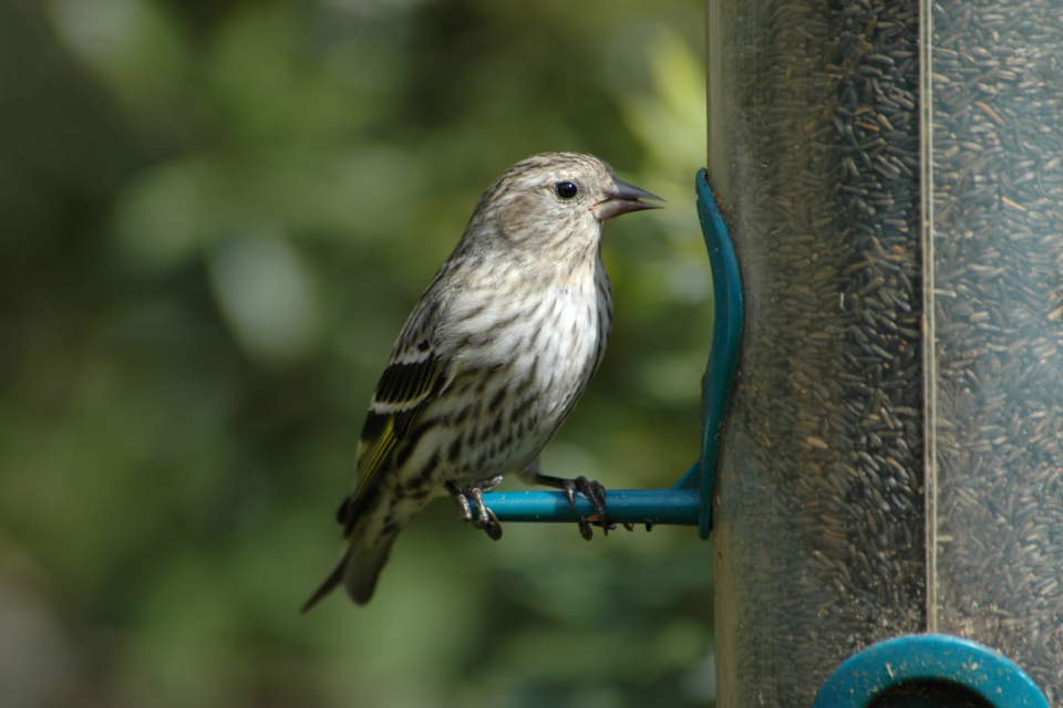 pine-siskin