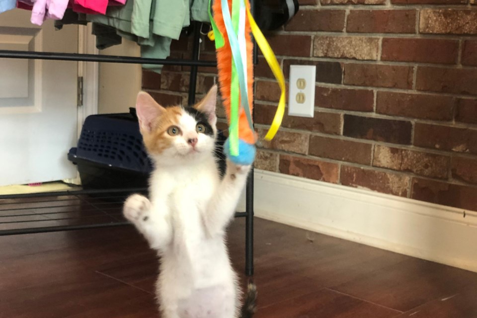 playful-kitty