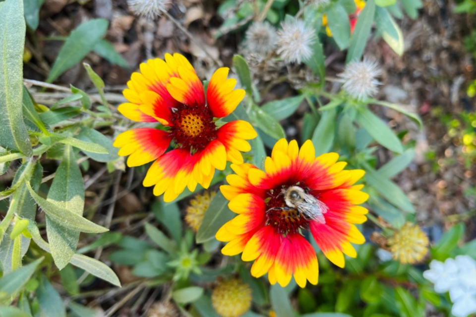 pollinators