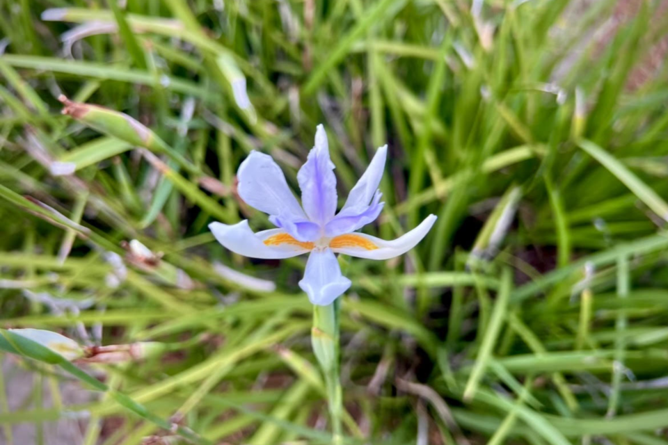 purple-iris-72224