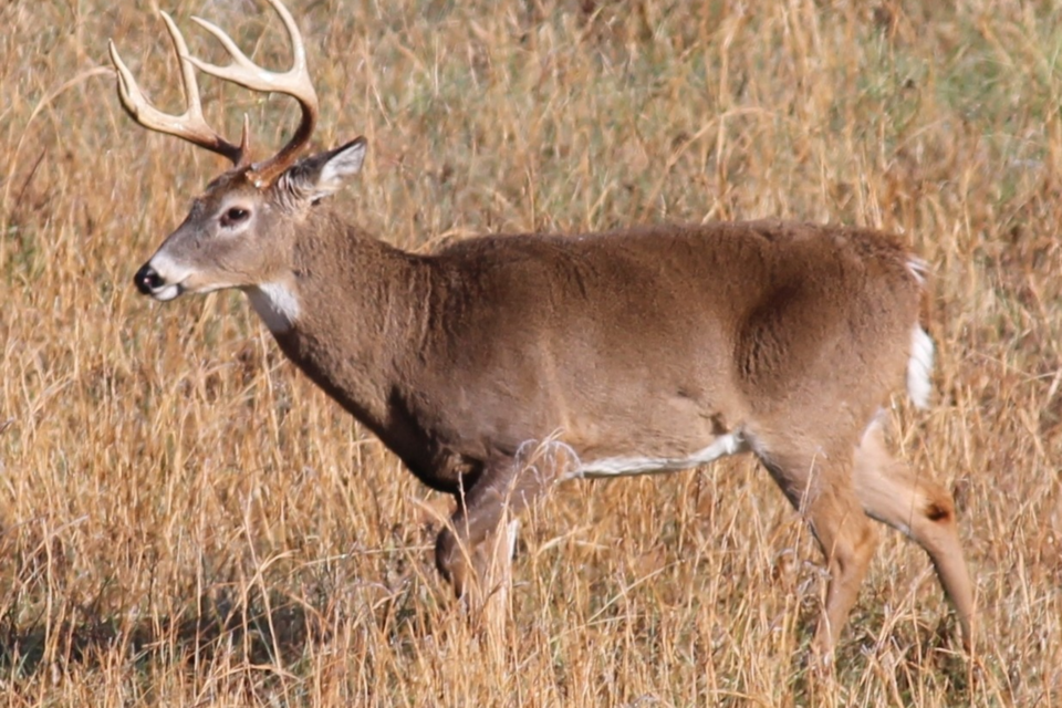 quota-hunt-deer