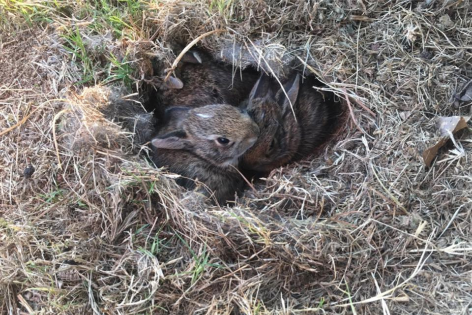 rabbityoung0318