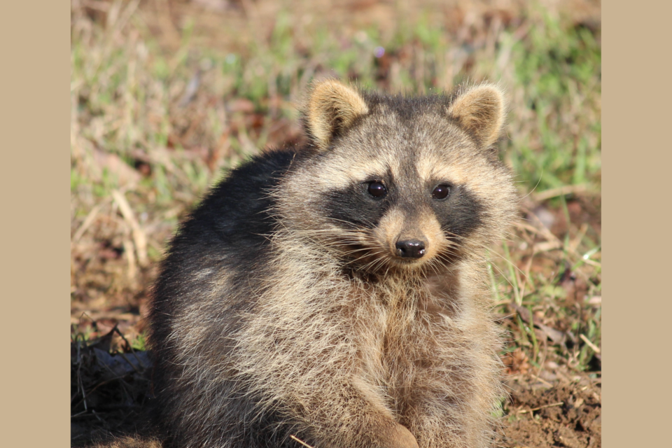 raccoon-former-dnr-pc-steve-kyles