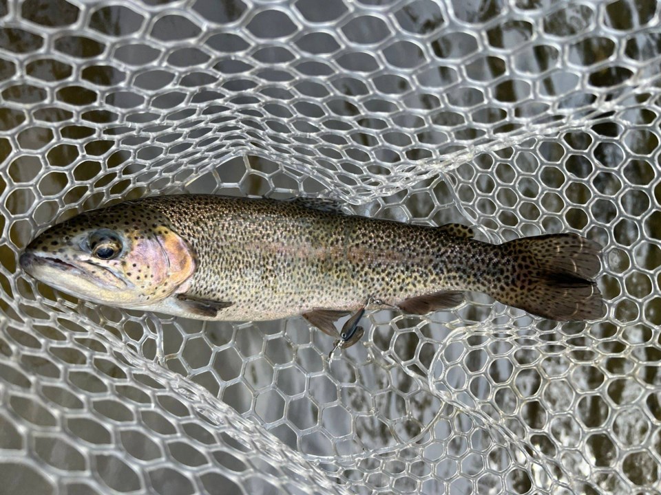 rainbowtrout