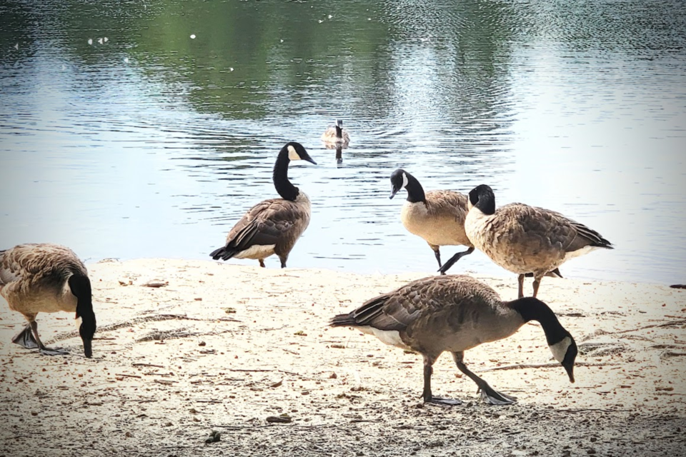random-candid-geese-activity