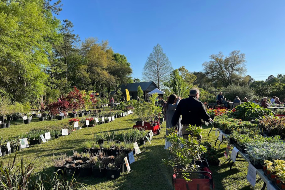 rows-and-variety-of-plants