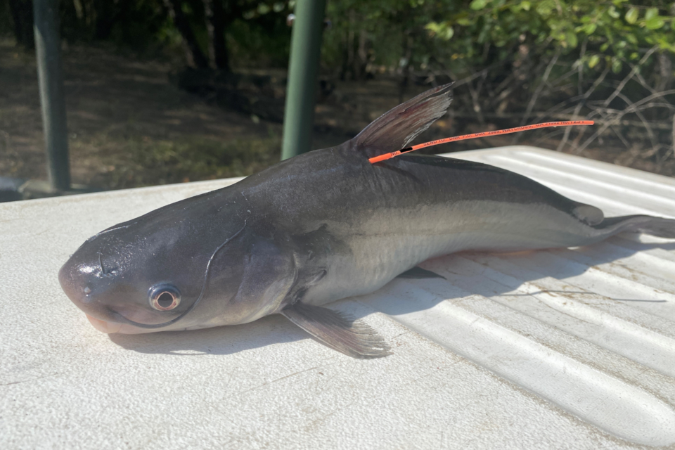 satillataggingstudy_taggedbluecatfish_july2023_photo-gadnr