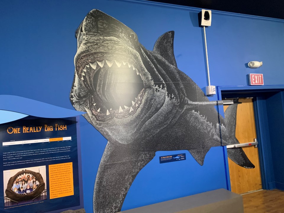 shark-3