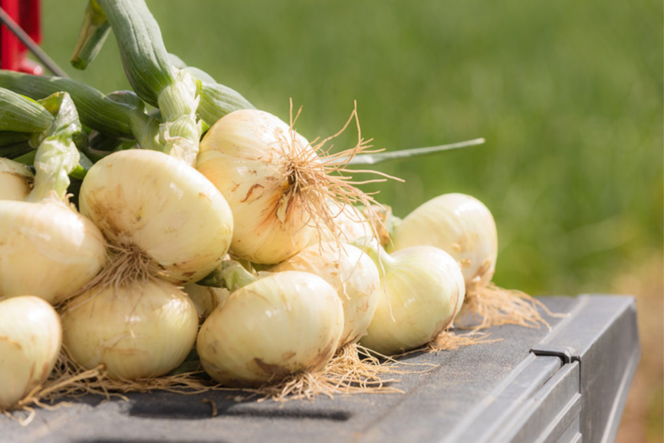 shuman-farms-vidalia-onion