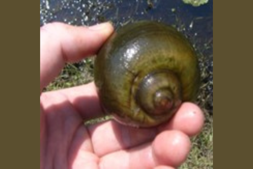 snail-dnr