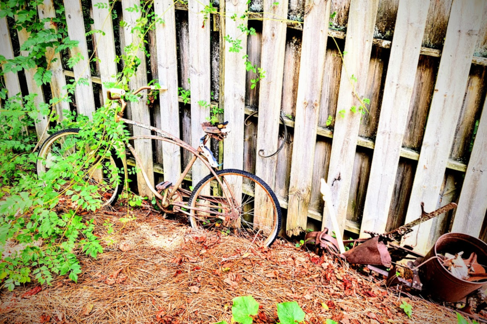 so-long-against-the-fence-vines-have-entangled