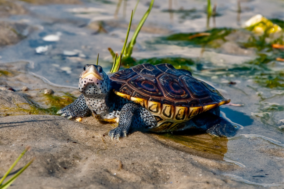 terrapin-georgiadnr-wrd