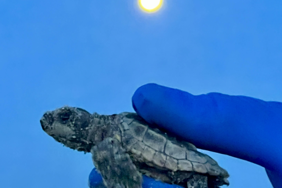 turtle-hatchling-072224