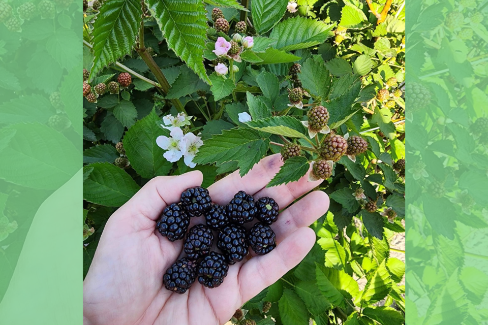 upickblackberries