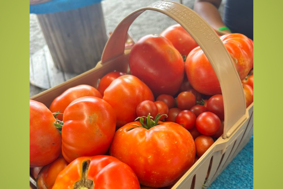 upicktomatoes