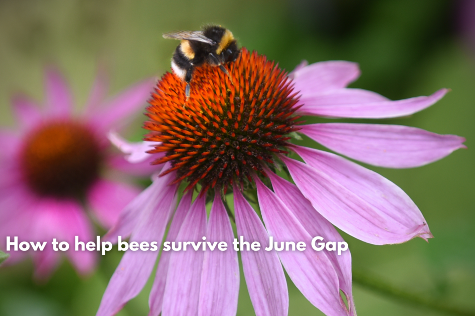 what-you-can-do-to-help-bees-survive-the-june-gap
