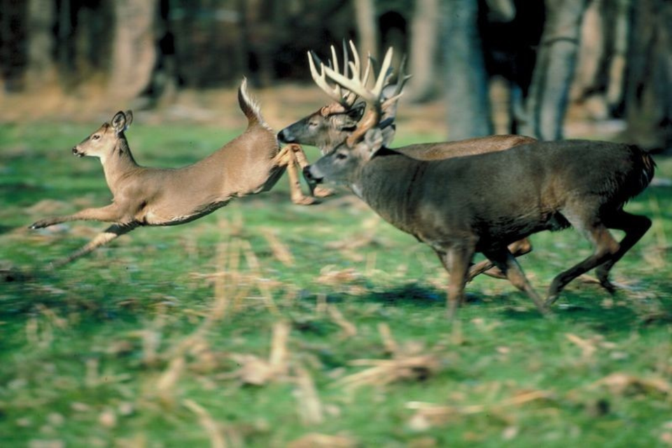 white-tailed-deer