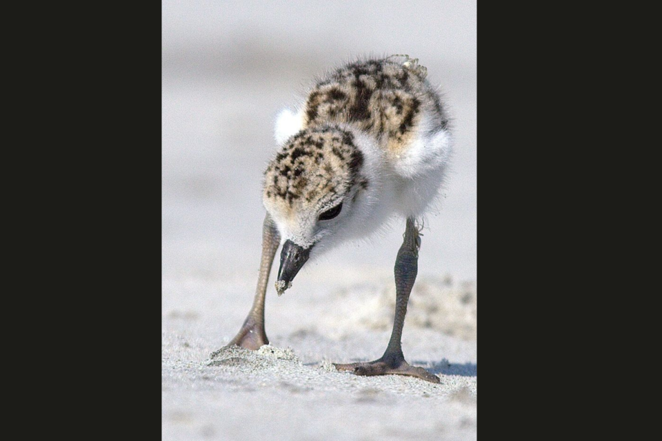 wilsons-plover-chick