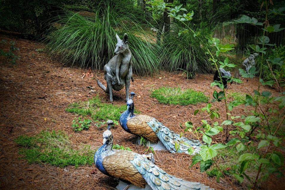 yes-it-is-a-kangaroo-with-2-peacocks