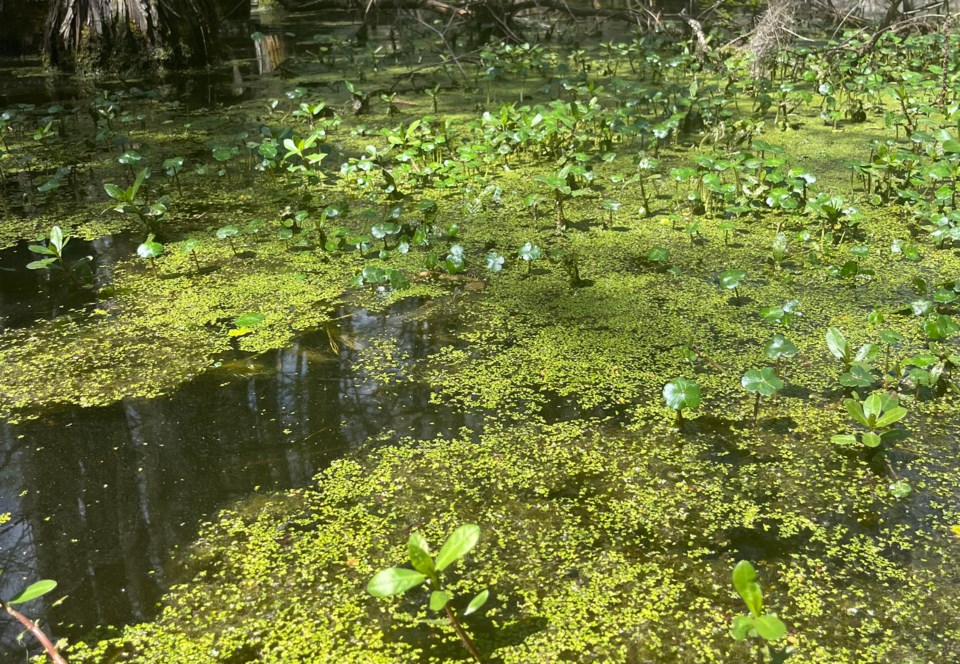 blackwater-duckweed